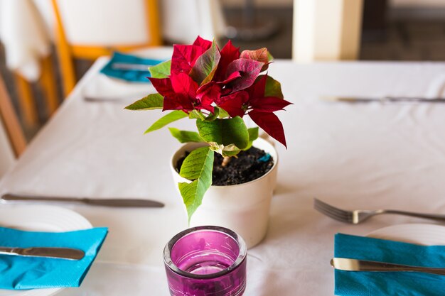 Decoración de macetas de flores en la mesa, en el interior