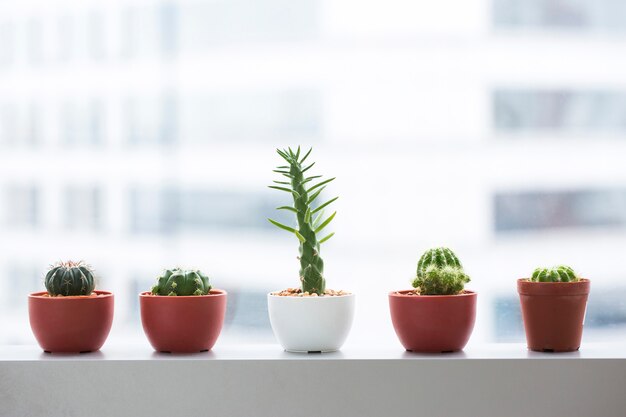 Decoración de macetas suculentas en la ventana de la oficina