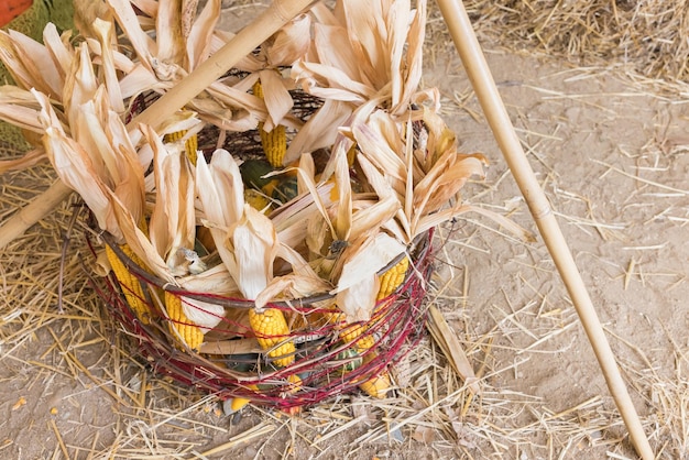 Decoración de mazorcas de maíz secas en cesta en espacio de copia de fondo rústico