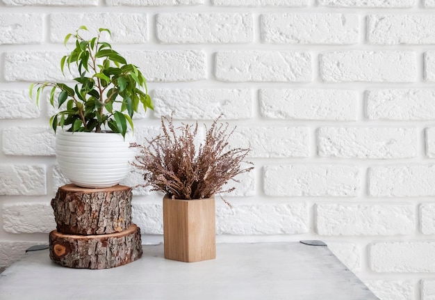 Decoración natural en el interior de la casa. Planta de Ficus en una maceta y tocón de árbol sobre fondo de pared de ladrillo blanco. Copia espacio