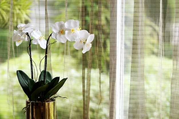 Decoración de orquídeas y fondo de cortina.