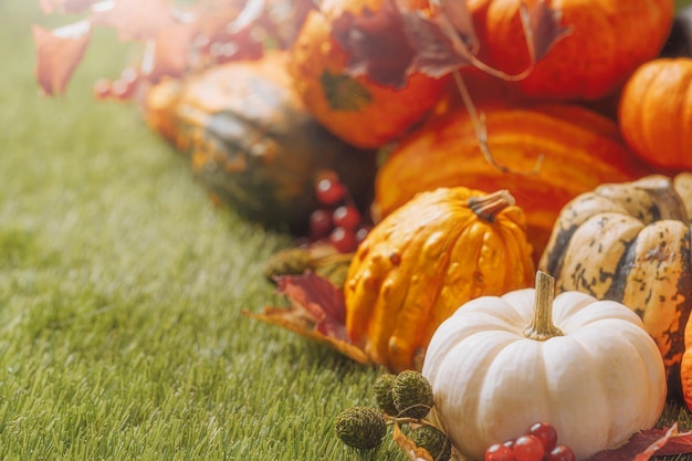 Decoración otoñal de calabazasDía de Acción de Gracias o Halloween con espacio de copia Calabazas de Acción de Gracias