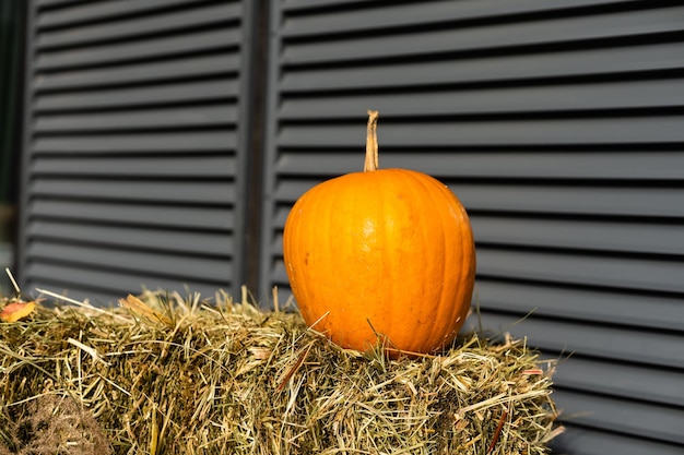 Decoración otoñal, composición con calabazas y flores de temporada.