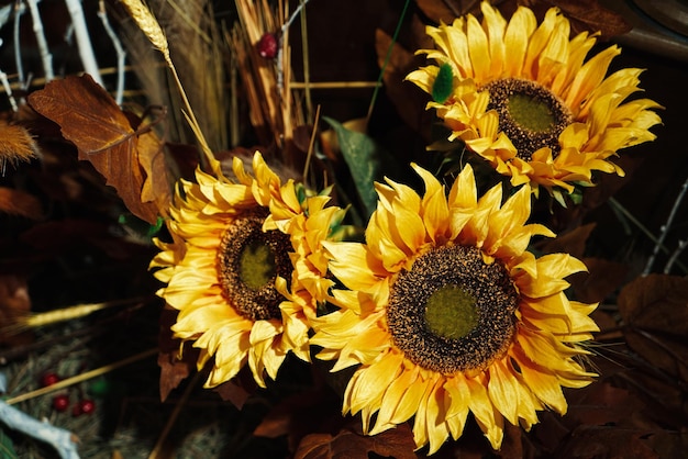 decoración de otoño de calabazas girasoles amarillos y naranjas flores de mamá rojas dispuestas con una bala de heno en un fondo de madera rústica