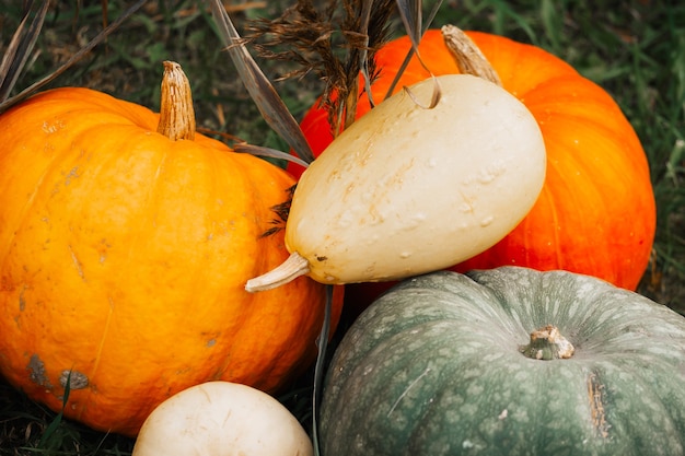 Decoración de otoño. Calabazas naturales, calabazas, calabazas en el fondo de la hierba de otoño