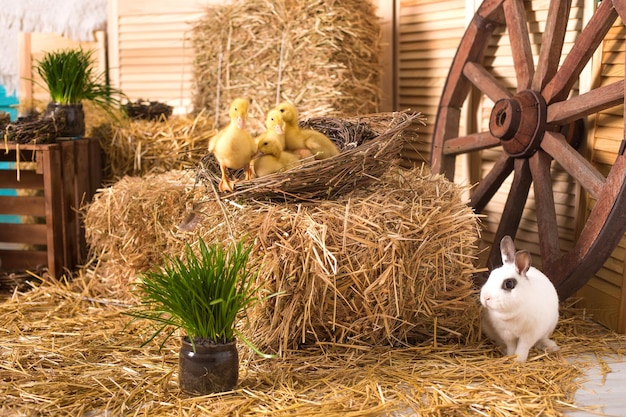 Decoración de pascua rural. Heno, rueda de carro de madera, conejo y patitos. interiores de estudio