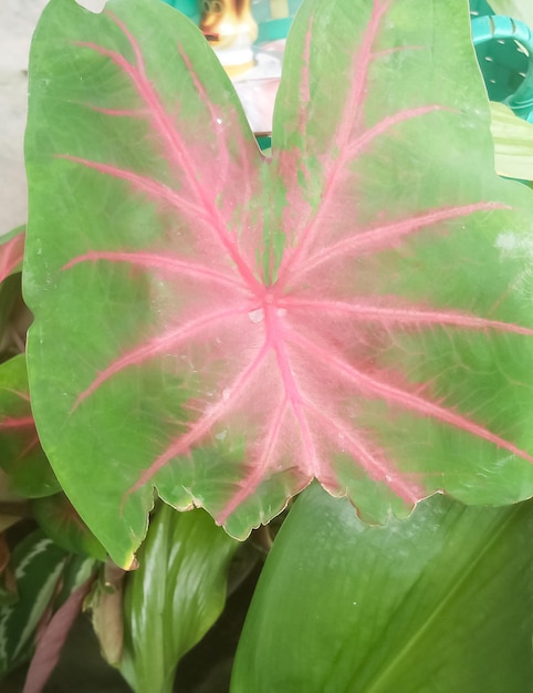 Foto decoración de las plantas domésticas