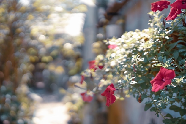 La decoración de plantas y flores en el jardín de la cafetería o en el hogar, la naturaleza al aire libre, la planta verde, decoran para sentirse cómodos y acogedores en el verano y el concepto ambiental.