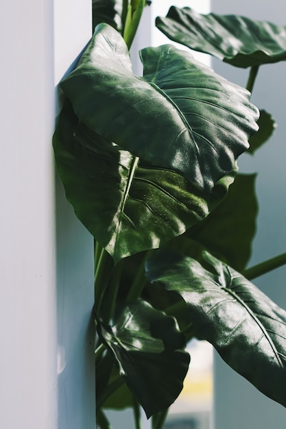 Decoración de plantas de hojas verdes en interior blanco moderno