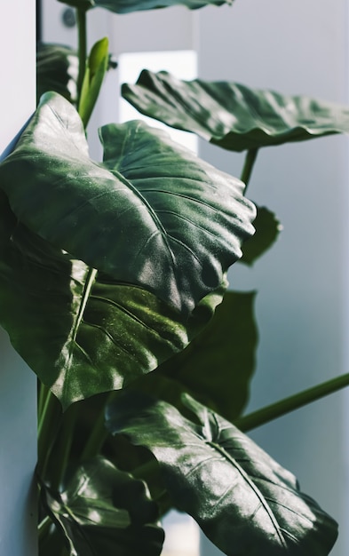 Decoración de plantas de hojas verdes en interior blanco moderno