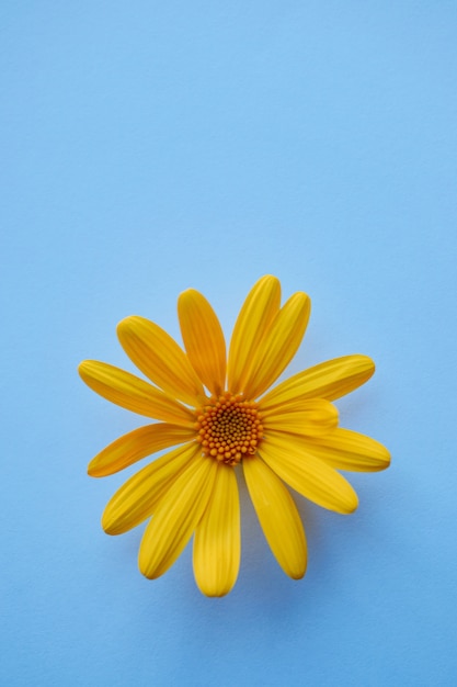 Decoración romántica de pétalos de flores amarillas en la naturaleza.