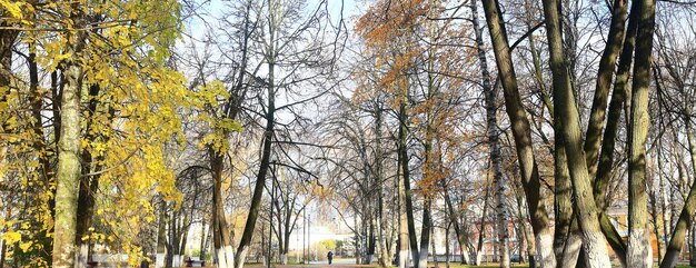 decoración con vista al parque de otoño, papel tapiz temporada amarilla de otoño