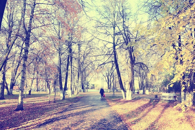 decoración con vista al parque de otoño, papel tapiz temporada amarilla de otoño