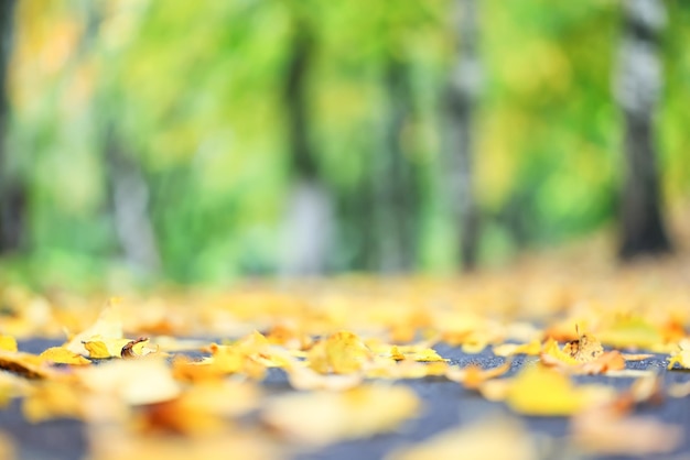 decoración con vista al parque de otoño, papel tapiz temporada amarilla de otoño