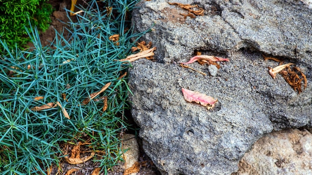 Decoraciones de jardín hechas de piedras y esculturas de piedra entre bonitos verdes