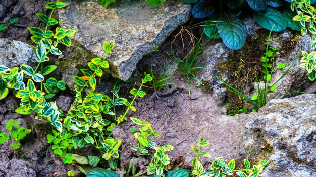 Decorações de jardim feitas de pedras e esculturas de pedra entre belos verdes