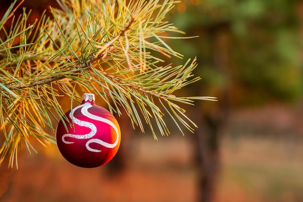 Decorações de Natal Bola vermelha pendurada em um galho de pinheiro na floresta Foco suave fundo bokeh Profundidade de campo rasa