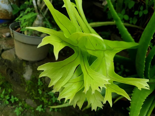 Decorado com folhas verdes no fundo do jardim