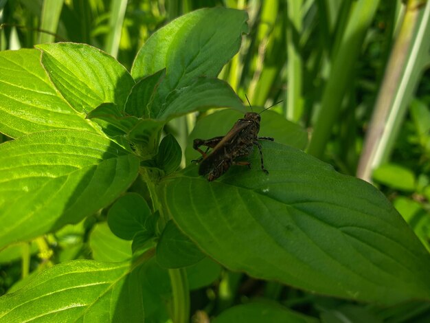 Decorado com gafanhoto na folha de grama em um fundo de fazenda bela natureza