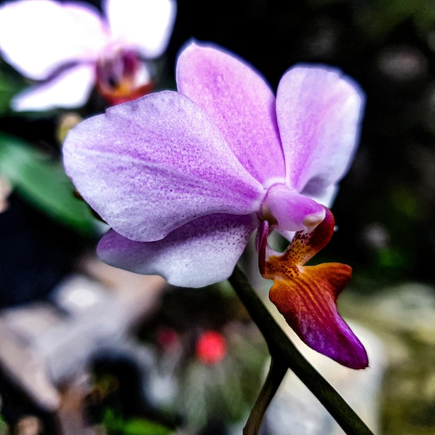 Decorado con flores violetas y blancas en la naturaleza del fondo del jardín