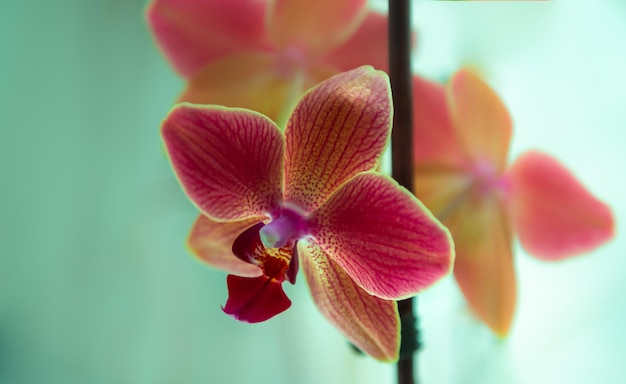 Decorativo hogar rojo Phalaenopsis flor floreciente flor orquídea flor cerrar