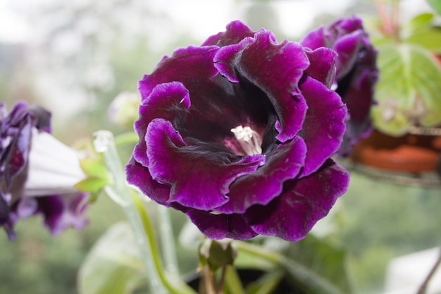 Decorum-Pflanze, schöne dunkelviolette Gloxinia-Blume Sinningia speciosa