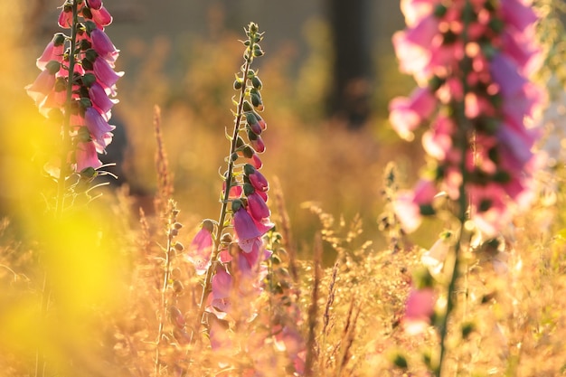 Foto dedaleira roxa - digitalis purpurea durante o nascer do sol