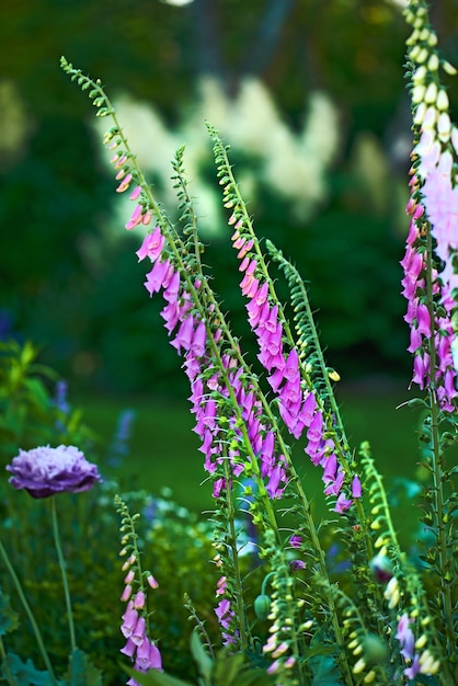 Dedaleiras ou Digitalis Purpurea em plena floração em um jardim em um dia de verão ou primavera Linda planta roxa com um caule verde na natureza isolada com um fundo de arbusto desfocado Flor de dedaleira