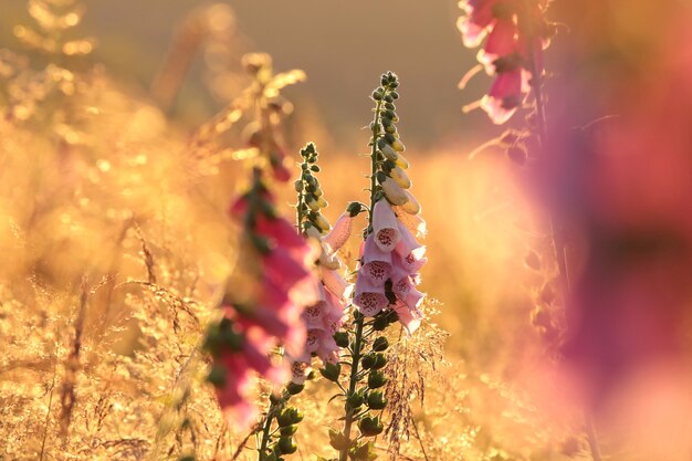 Dedalera púrpura en el bosque al amanecer