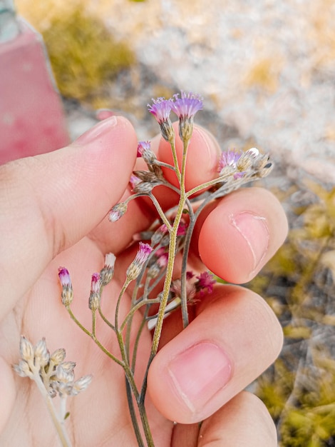 Dedo e flor