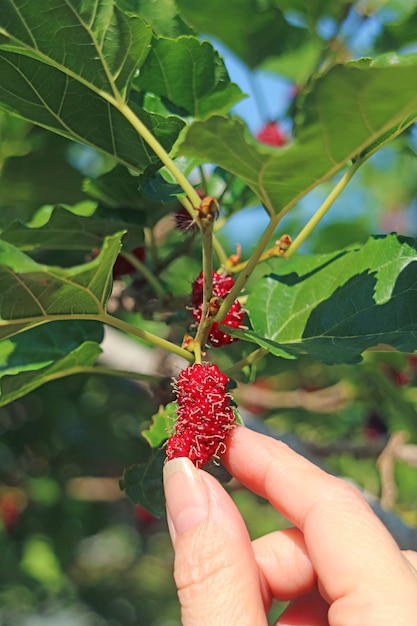 Dedo de las hembras tocando una fruta de morera de maduración roja vibrante