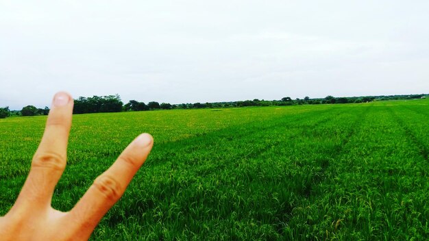 Los dedos cortados de una persona sobre un campo verde contra el cielo