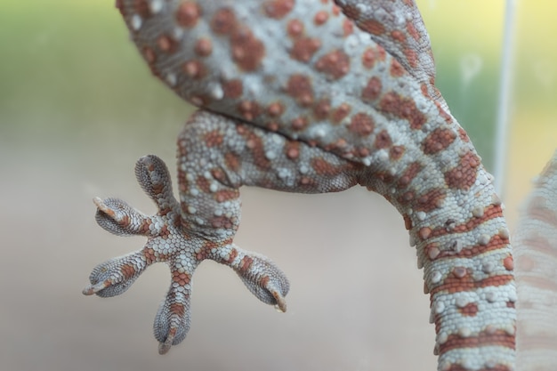 Dedos de Gecko sobre vidrio