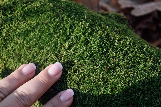 Dedos de la mano femenina tocando musgo verde brillante natural en el bosque con la luz del sol cayendo sobre el musgo durante el día Caminando en el bosque y observando la naturaleza