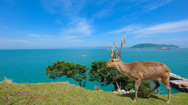 Foto deer auf der insel ist vom meer umgeben.