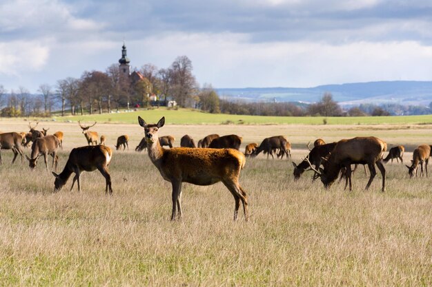 Deer Herde sonniger Herbsttag Kirche im Hintergrund Tschechische Republik