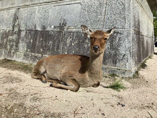 Deer in Miyahima - Hiroshima