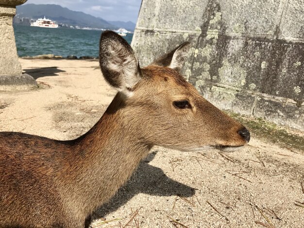 Deer in Miyahima - Hiroshima