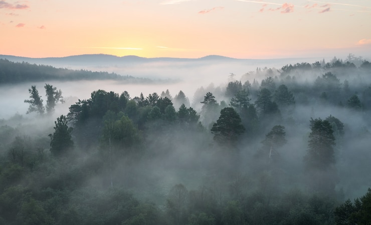 Foto deer springs nature park, vor sonnenaufgang, dichter nebel