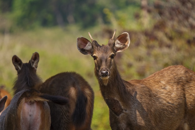 Deers em estado selvagem, parque de nação Phu-keaw, Chaiyaphum Tailândia