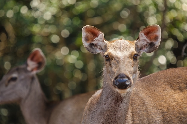 Deers em estado selvagem, parque de nação Phu-keaw, Chaiyaphum Tailândia