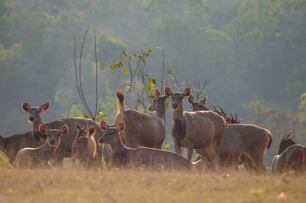 Deers em estado selvagem, parque de nação Phu-keaw, Chaiyaphum Tailândia