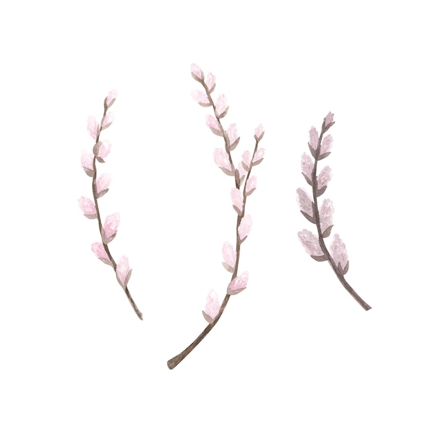 Definir aquarela de ramo de salgueiro rosa isolada no branco Ilustração de Páscoa desenhada à mão Arte para floração de design