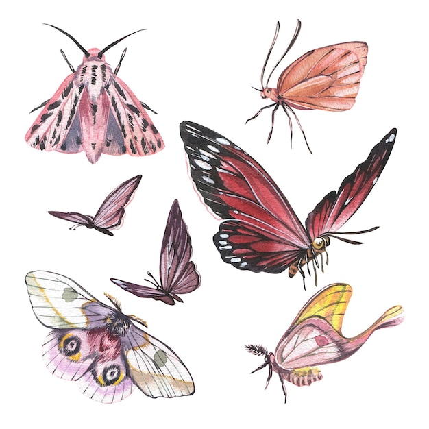 Definir borboleta com asas detalhadas isoladas em fundo branco aquarela mão desenhada realista