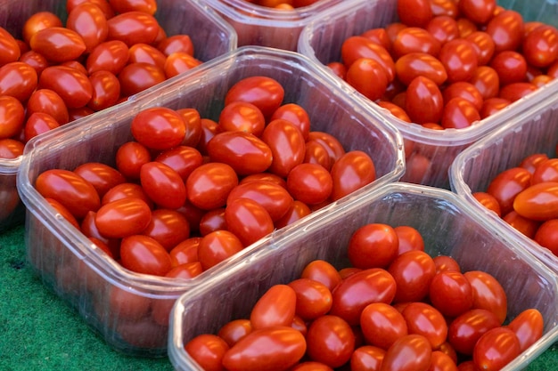 Definir fundo de tomate vermelho cereja holandês vegetal com efeito de estufa rua