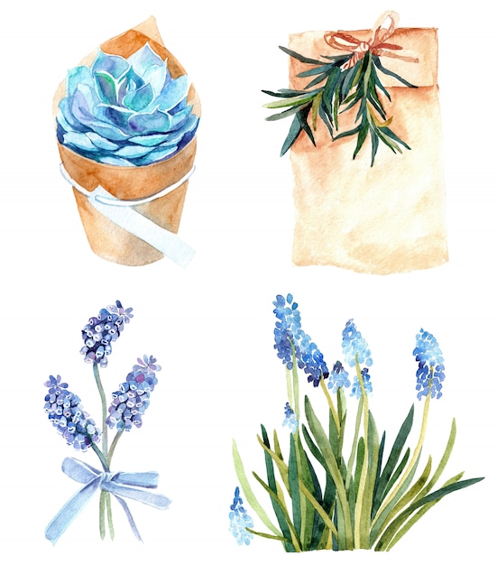 Definir imagem em aquarela de jacinto de uva azul (muscari), suculenta