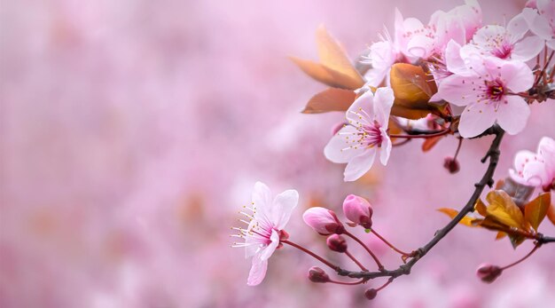 Defocused delicadas flores rosadas rama de sakura enfoque selectivo de pantalla panorámica