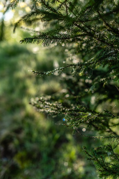 Defocused grüner Hintergrund mit Sonnenschein und Blättern