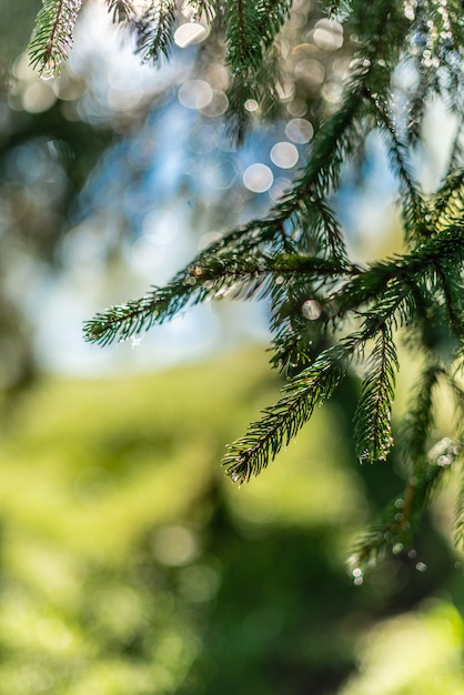 Defocused grüner Hintergrund mit Sonnenschein und Blättern