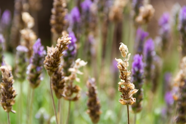 defocused Hintergrund der geblühten Lavendel